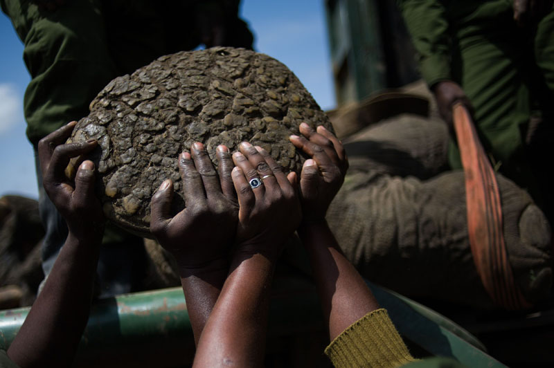 大象因破壞莊稼被強行“搬家” 大象因破壞莊稼被強行“搬家”