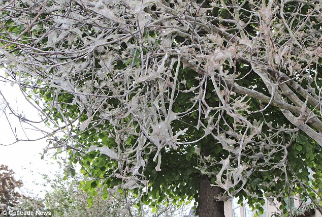 英街區遭毛蟲"入侵" 英街區遭毛蟲"入侵"