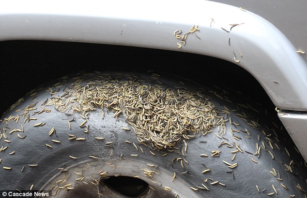 英街區遭毛蟲"入侵" 英街區遭毛蟲"入侵"