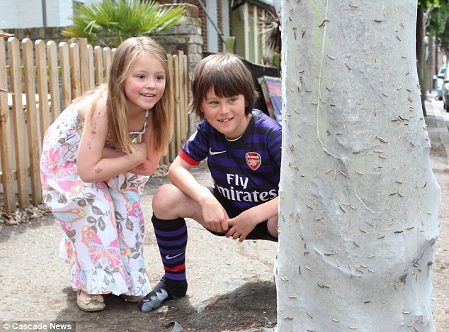 英街區遭毛蟲"入侵" 英街區遭毛蟲"入侵"