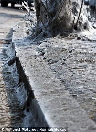 英街區遭毛蟲"入侵" 英街區遭毛蟲"入侵"