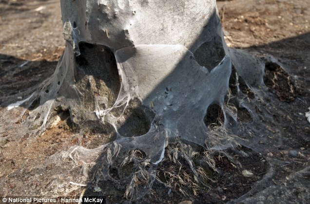 英街區遭毛蟲"入侵" 英街區遭毛蟲"入侵"