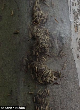 英街區遭毛蟲"入侵" 英街區遭毛蟲"入侵"