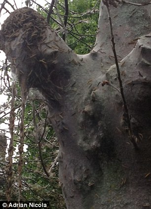 英街區遭毛蟲"入侵" 英街區遭毛蟲"入侵"