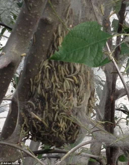英街區遭毛蟲"入侵" 英街區遭毛蟲"入侵"