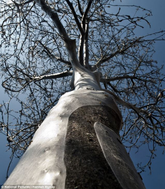 英街區遭毛蟲"入侵" 英街區遭毛蟲"入侵"