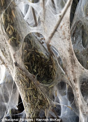 英街區遭毛蟲"入侵" 英街區遭毛蟲"入侵"