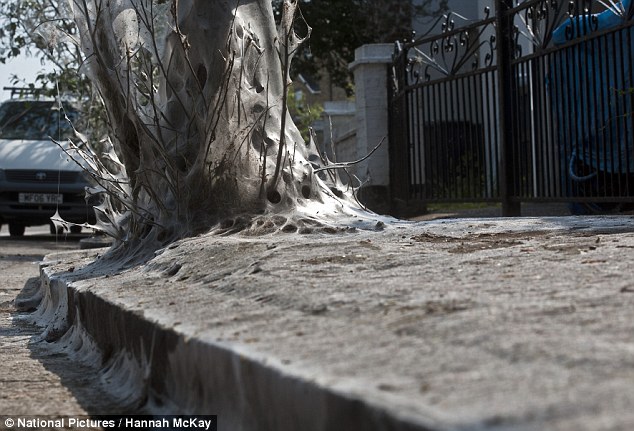 英街區遭毛蟲"入侵" 英街區遭毛蟲"入侵"