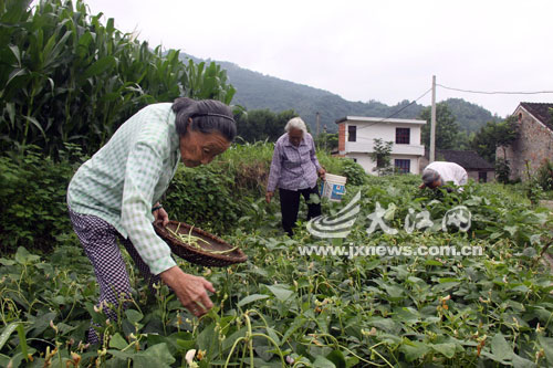 空巢老人自組大家庭養老