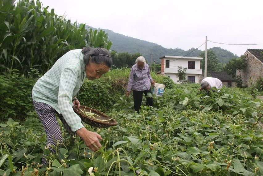 空巢老人自組大家庭養老