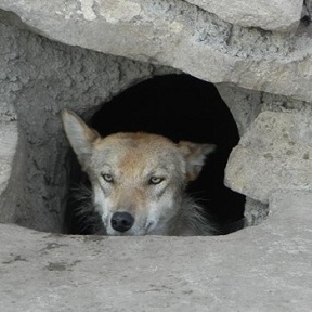 內蒙古狼患背后的困局