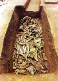 　　1月15日,青關山發掘出的大量象牙。攝影張磊　