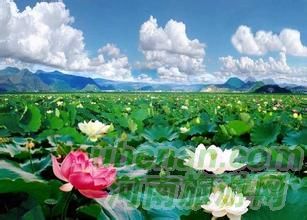 爸爸去哪兒?親密接觸荷花仙子 爸爸去哪兒?親密接觸荷花仙子