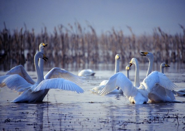 2014春節出游 河南最適宜四大景區 2014春節出游 河南最適宜四大景區