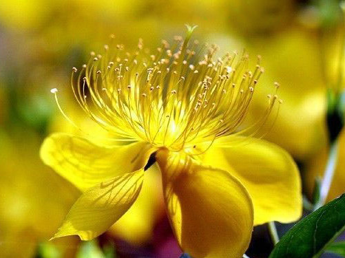 春游中原大地 一邊賞花一邊吃花 春游中原大地 一邊賞花一邊吃花