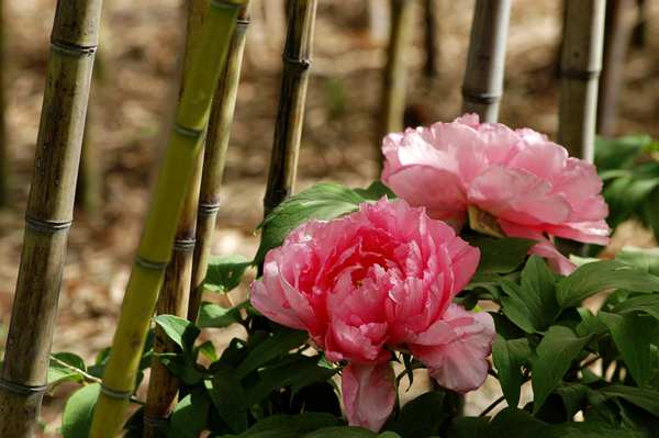 春游中原大地 一邊賞花一邊吃花 春游中原大地 一邊賞花一邊吃花