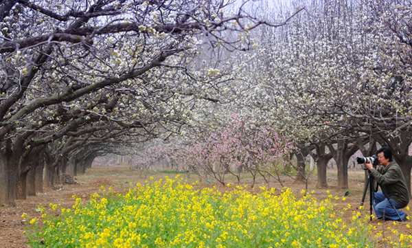 春游中原大地 一邊賞花一邊吃花 春游中原大地 一邊賞花一邊吃花