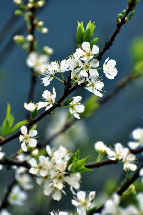 春游中原大地 一邊賞花一邊吃花 春游中原大地 一邊賞花一邊吃花
