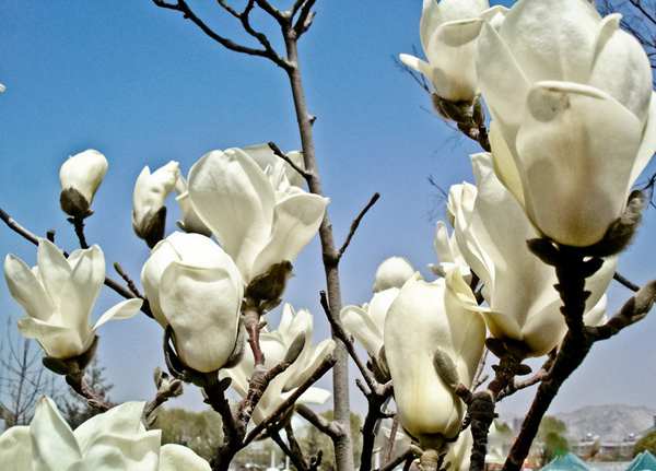 春游中原大地 一邊賞花一邊吃花 春游中原大地 一邊賞花一邊吃花