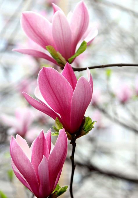 春游中原大地 一邊賞花一邊吃花 春游中原大地 一邊賞花一邊吃花