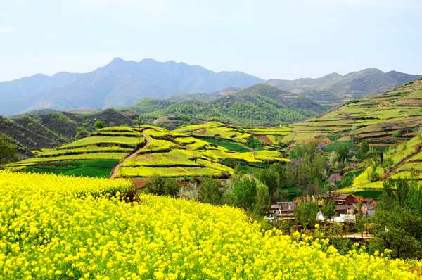 春游中原大地 一邊賞花一邊吃花 春游中原大地 一邊賞花一邊吃花