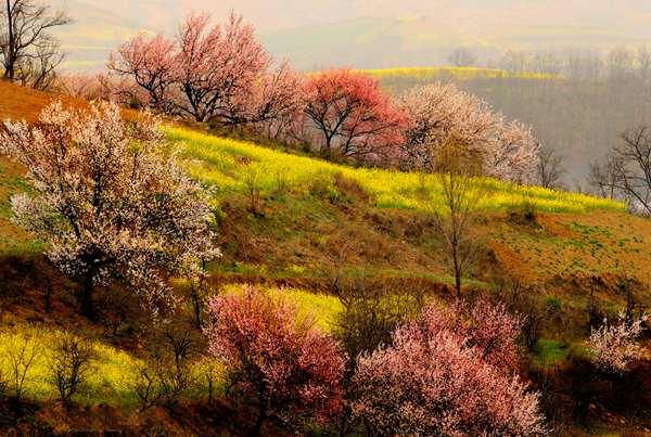 春游中原大地 一邊賞花一邊吃花 春游中原大地 一邊賞花一邊吃花