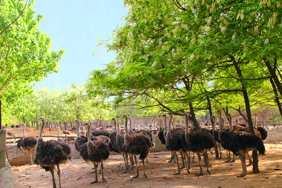 美麗女人節 惠游鴕鳥園