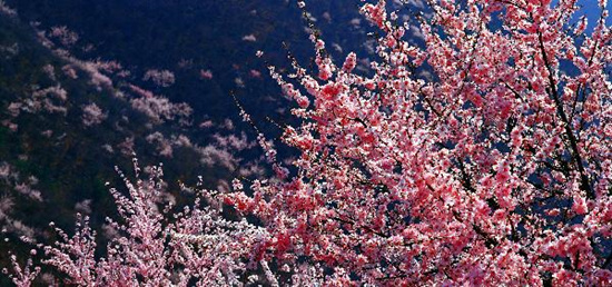 撿垃圾換玫瑰 女人節(jié) 愛在神農(nóng)山！