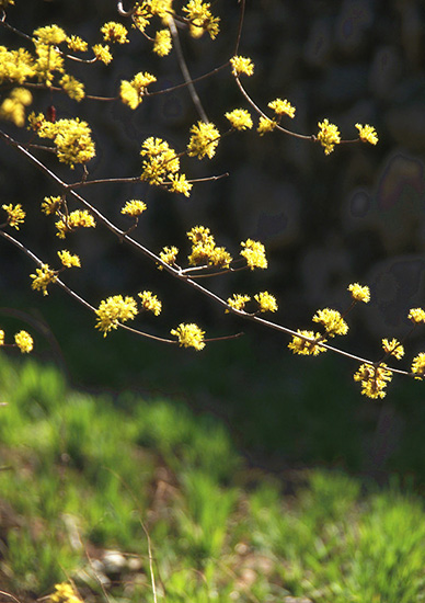 有一種呼喚，叫春天里的蟒河！