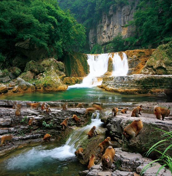 小長假游客扎堆蟒河、擠爆猴山