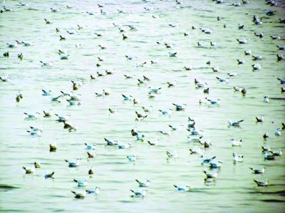 網(wǎng)友拍下壯觀一幕 萬(wàn)千候鳥 "組團(tuán)" 游長(zhǎng)江(圖)