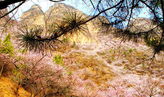 新鄉秋溝賞桃花 春季撞出桃花運