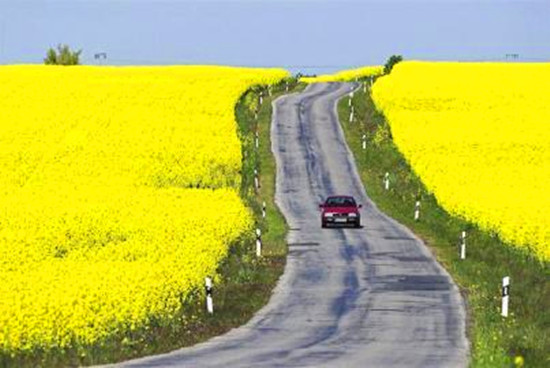 清明節自駕游避“陷阱”:超速壓線最易挨罰單 清明節自駕游避“陷阱”:超速壓線最易挨罰單