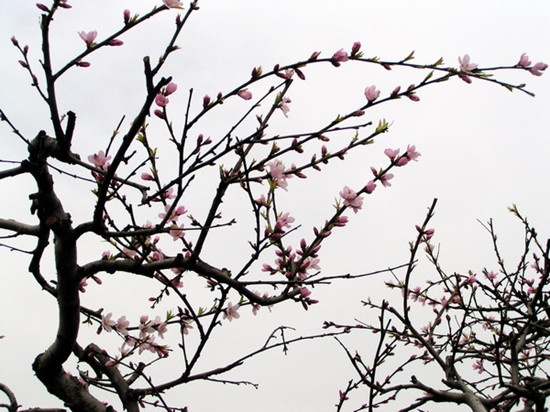 安陽內黃萬畝桃花綻放四月天 安陽內黃萬畝桃花綻放四月天