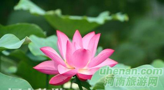 開封第十屆荷花藝術節開幕