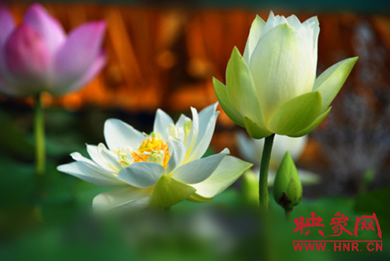 7月5日,第七屆淮陽荷花節將于7月8日正式拉開序幕。