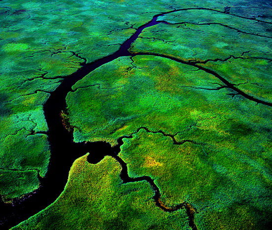 樂享綠色夏日 濕地公園生態親水之旅