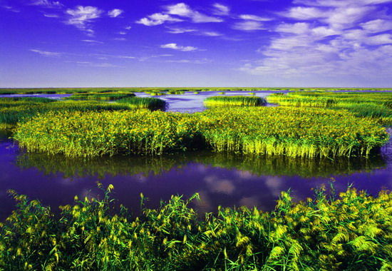 樂享綠色夏日 濕地公園生態親水之旅