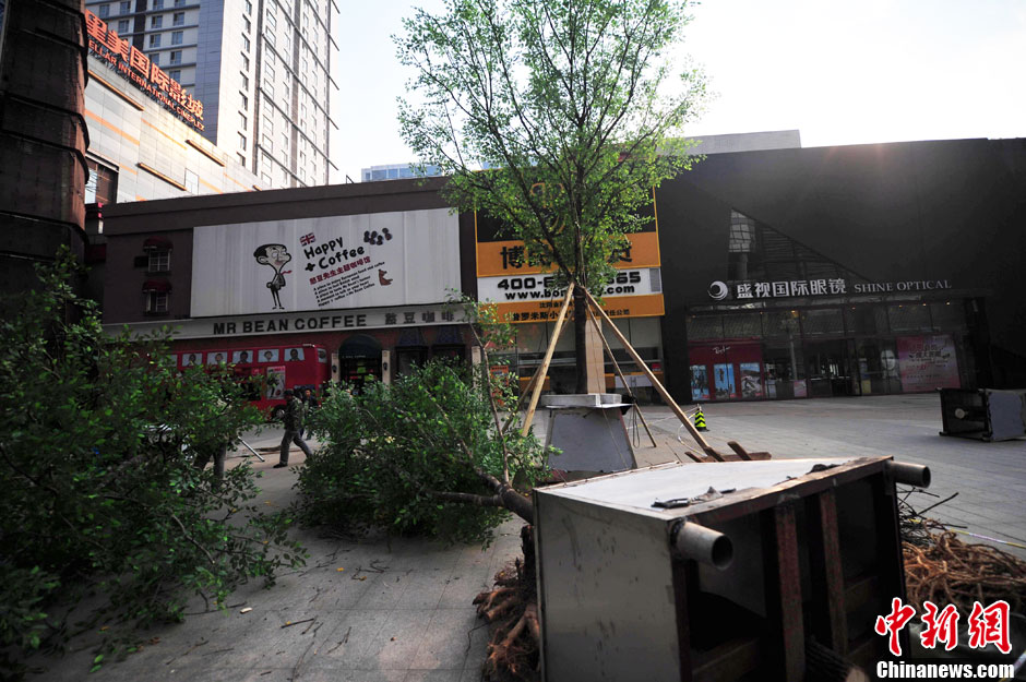 我和我的小伙伴們都驚呆了!沈陽真樹"種"上假樹葉 我和我的小伙伴們都驚呆了!沈陽真樹"種"上假樹葉