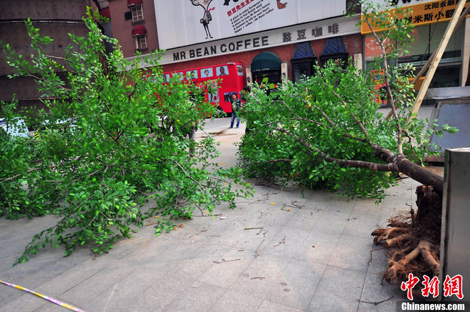 我和我的小伙伴們都驚呆了!沈陽真樹"種"上假樹葉 我和我的小伙伴們都驚呆了!沈陽真樹"種"上假樹葉