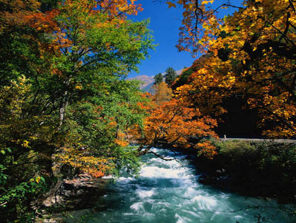 長白山豐林保護區