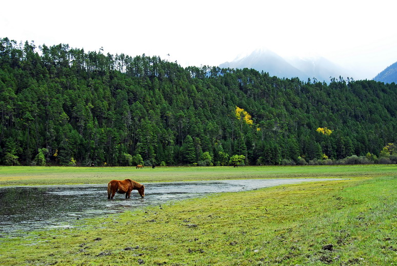 波密崗鄉林芝云杉林