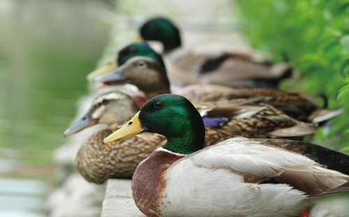 冬游臺灣 關渡賞鳥趣樂繽紛