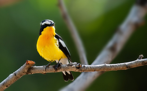 關渡賞鳥趣樂繽紛