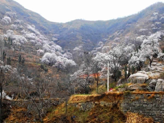 河南賞杏花:春色滿園關不住 一枝紅杏出墻來 河南賞杏花:春色滿園關不住 一枝紅杏出墻來