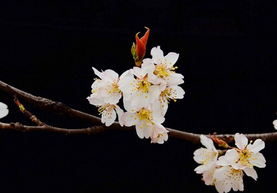 河南賞杏花:春色滿園關不住 一枝紅杏出墻來 河南賞杏花:春色滿園關不住 一枝紅杏出墻來