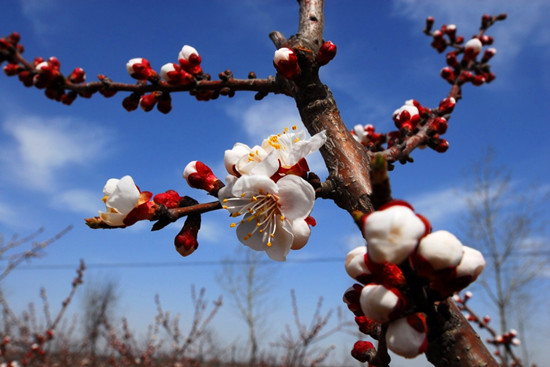 河南賞杏花:春色滿園關不住 一枝紅杏出墻來 河南賞杏花:春色滿園關不住 一枝紅杏出墻來