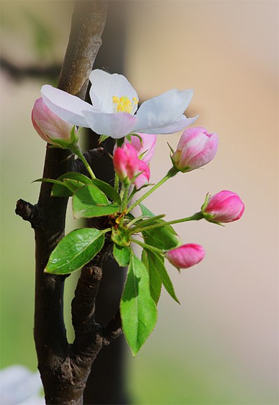 海棠笑迎客留步看花溪 元大都遺址公園海棠花節