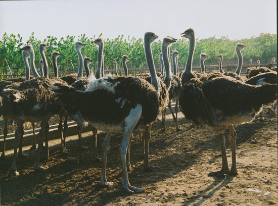 周末出游哪里去 亞洲最大鴕鳥養殖基地別錯過