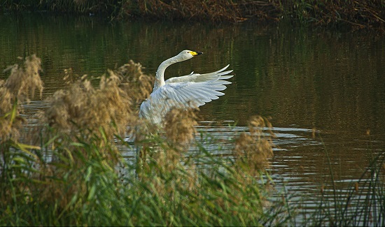 首批白天鵝飛臨三門峽越冬 數月內仍陸續降臨